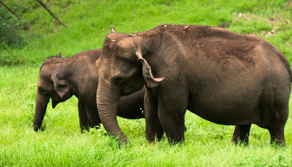 Gavi Camping: Tent Stay Price, Packages, Activities, Jeep Safari & Booking Guide